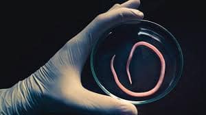 Kit Elisa Ký sinh trùng - Giun sán